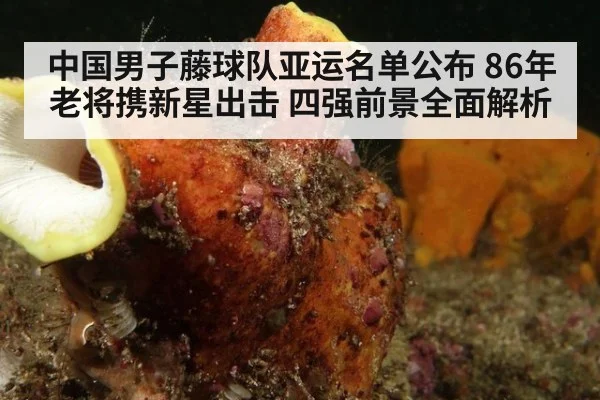 中国男子藤球队亚运名单公布 86年老将携新星出击 四强前景全面解析